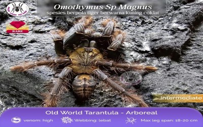 OMOTHYMUS SP MAGNUS SLING TARANTULA
